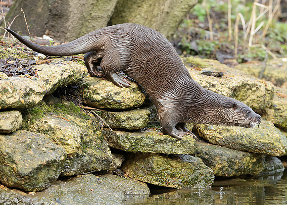 Otter Lutra lutra