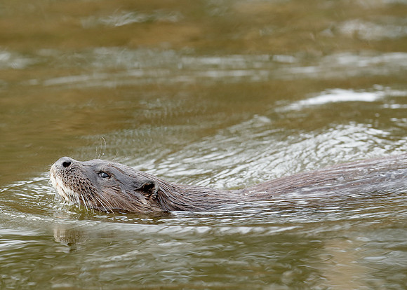 Otter Lutra lutra