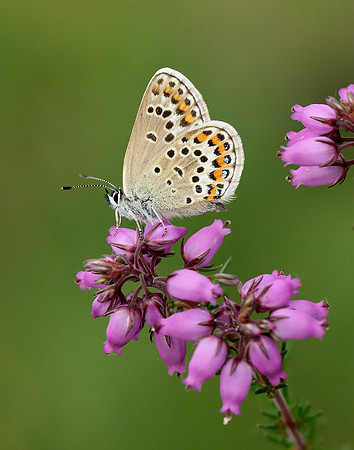 Silver-studded Blue Plebejus argus