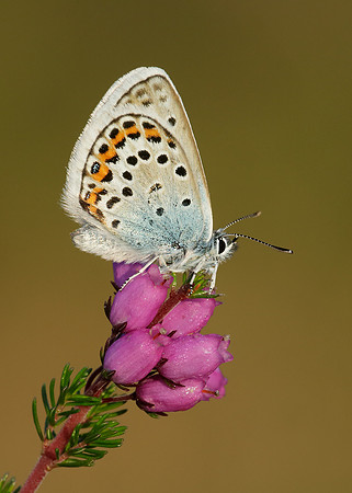 Silver-studded Blue Plebejus argus