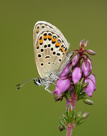 Silver-studded Blue Plebejus argus
