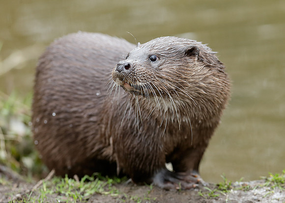 Otter Lutra lutra