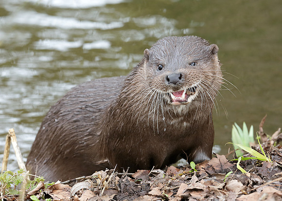 Otter Lutra lutra