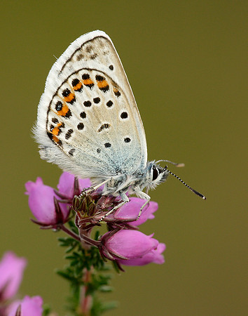 Silver-studded Blue Plebejus argus