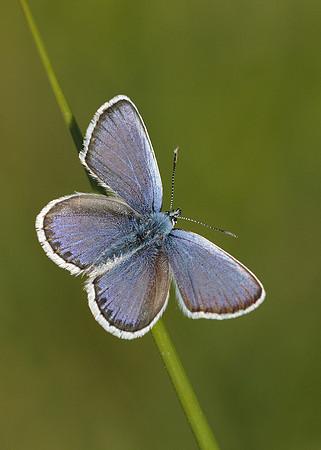 Silver-studded Blue Plebejus argus