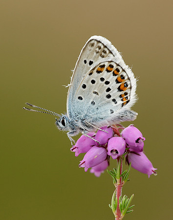 Silver-studded Blue Plebejus argus