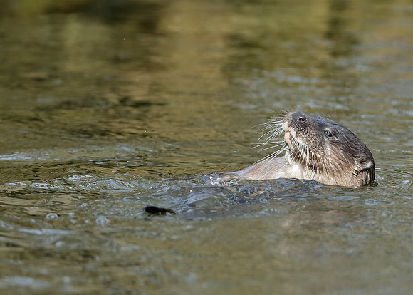 Otter Lutra lutra