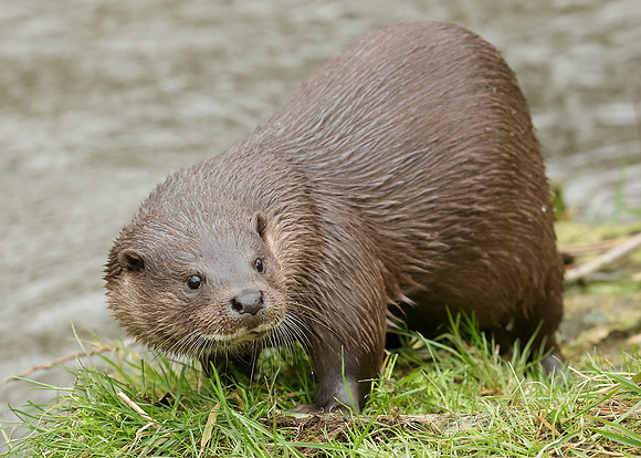 Otter Lutra lutra