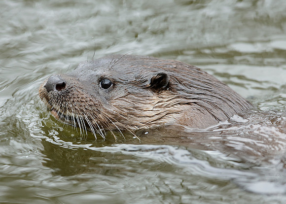 Otter Lutra lutra