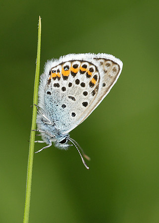 Silver-studded Blue Plebejus argus