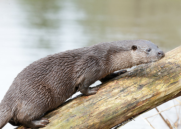 Otter Lutra lutra