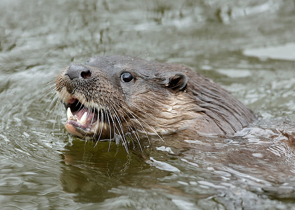 Otter Lutra lutra
