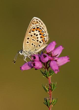 Silver-studded Blue Plebejus argus