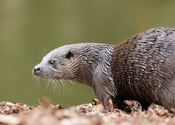 Otter Lutra lutra
