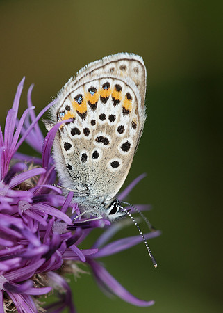 Silver-studded Blue Plebejus argus