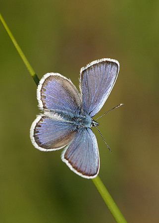 Silver-studded Blue Plebejus argus