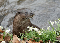 Otter Lutra lutra