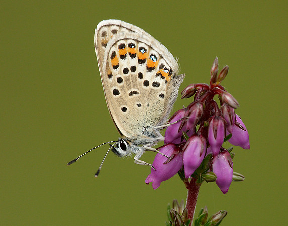 Silver-studded Blue Plebejus argus