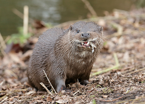 Otter Lutra lutra