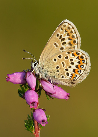 Silver-studded Blue Plebejus argus