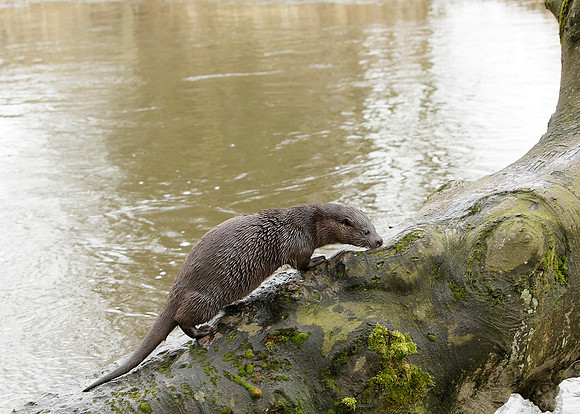 Otter Lutra lutra