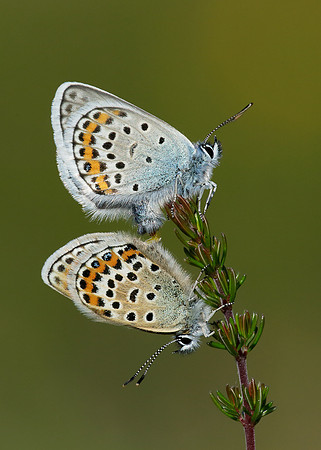 Silver-studded Blue Plebejus argus