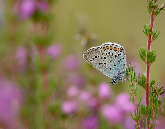 Silver-studded Blue Plebejus argus