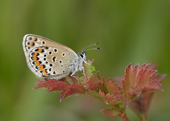 Silver-studded Blue Plebejus argus