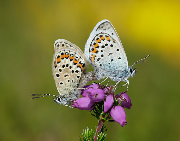 Silver-studded Blue Plebejus argus