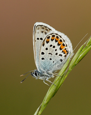 Silver-studded Blue Plebejus argus