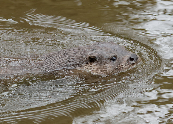 Otter Lutra lutra