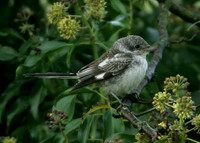 Masked Shrike Lanius nubicus