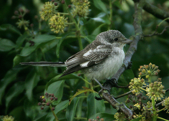 Masked Shrike Lanius nubicus