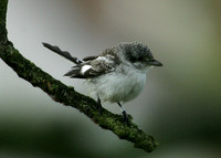 Masked Shrike Lanius nubicus