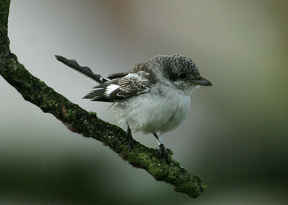 Masked Shrike Lanius nubicus