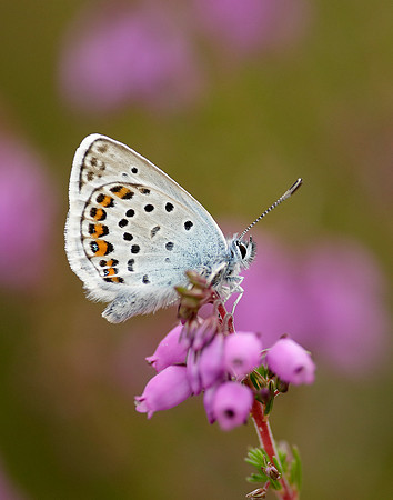Silver-studded Blue Plebejus argus