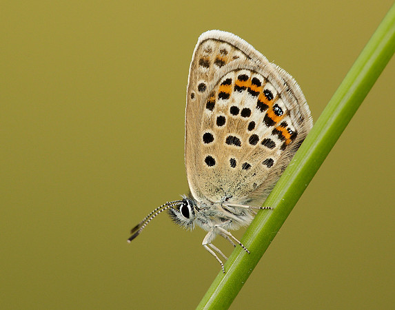 Silver-studded Blue Plebejus argus