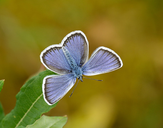 Silver-studded Blue Plebejus argus