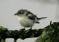 Masked Shrike Lanius nubicus