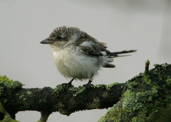 Masked Shrike Lanius nubicus