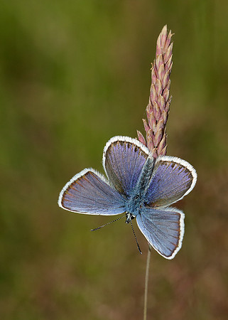 Silver-studded Blue Plebejus argus