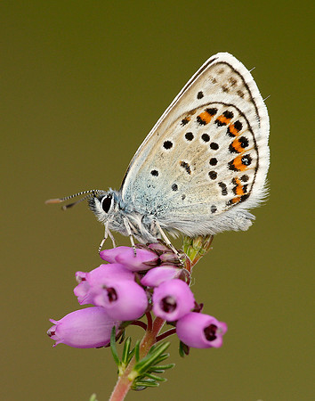 Silver-studded Blue Plebejus argus