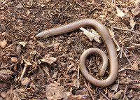 Slow Worm Anguis fragilis