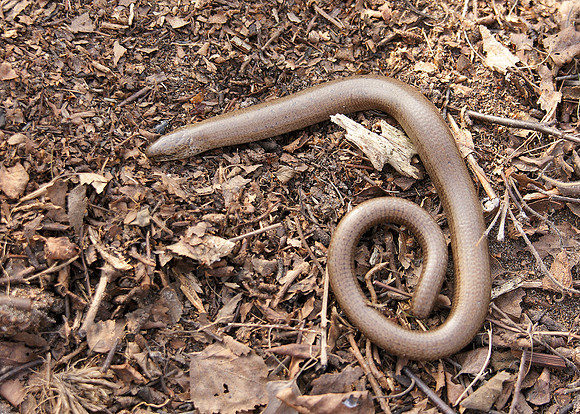 Slow Worm Anguis fragilis