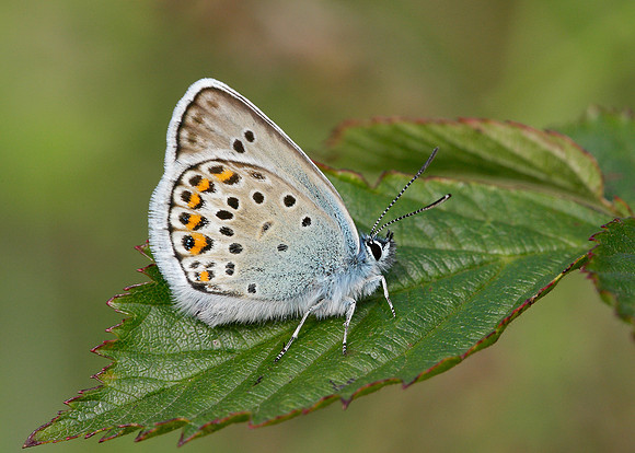 Silver-studded Blue Plebejus argus