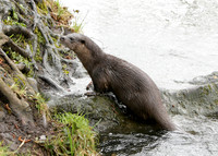Otter Lutra lutra