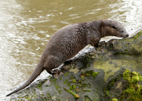 Otter Lutra lutra
