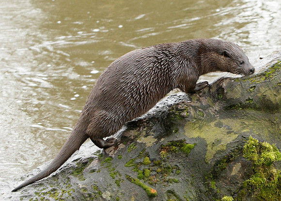 Otter Lutra lutra
