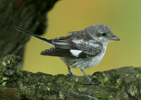 Masked Shrike Kilrenny Nov 2004