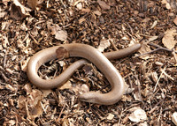 Slow Worm Anguis fragilis